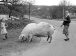 Свиноматка в обійсті, кажуть у Лісничому, то своєрідний збербанк, один із резервів виживання. А ще стверджують: хто звикає господарювати змолоду, як от на даному знімку, ніколи не буде знати ні кризи, ні голоду. Фото Павла БАЙДАЛЮКА Не догледіли оком, тепер платять...